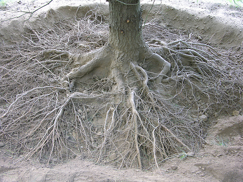 Root Excavation around the base of a tree in Portland, OR, by New Day Arborist & Tree Service.