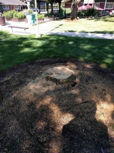 A tree stump after low cutting but before removal done by New Day Arborist & Tree Service in Vancouver, WA.