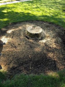 A tree stump before removal and low cutting done by New Day Arborist & Tree Service in Vancouver, WA.