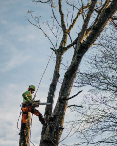 Arborist climbing a tree in Camas, WA