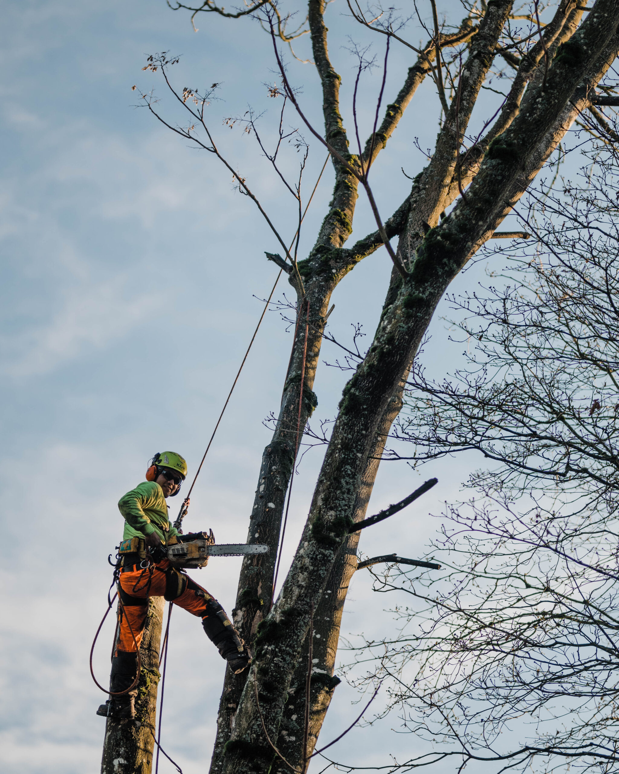 Tree Services Merced