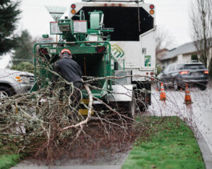 Removing a tree in Ridgefield WA