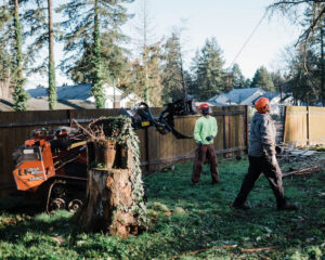 Tree removal in La Center WA