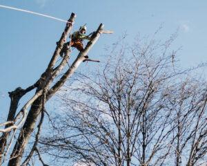 Climber in a tree in Kalama WA