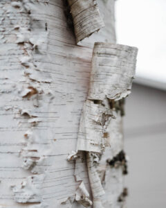A birch tree 