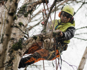 Climbing a tree and pruning